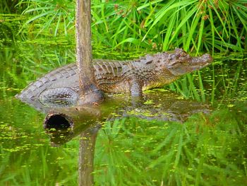 View of turtle in swimming pool