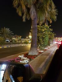 Palm trees by road in city at night