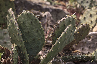 Close-up of prickly pear cactus