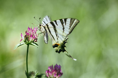 Close-up of butterfly pollinating on flower