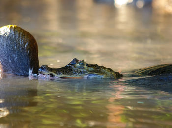 View of caiman swimming in river 