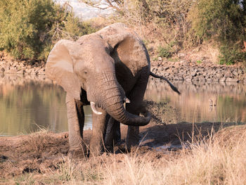 Elephant standing in water