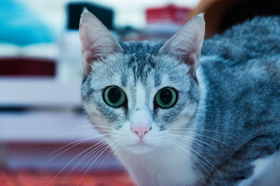 Close-up portrait of cat at home