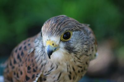 Close-up portrait of owl