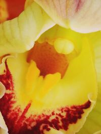 Close-up of yellow flower