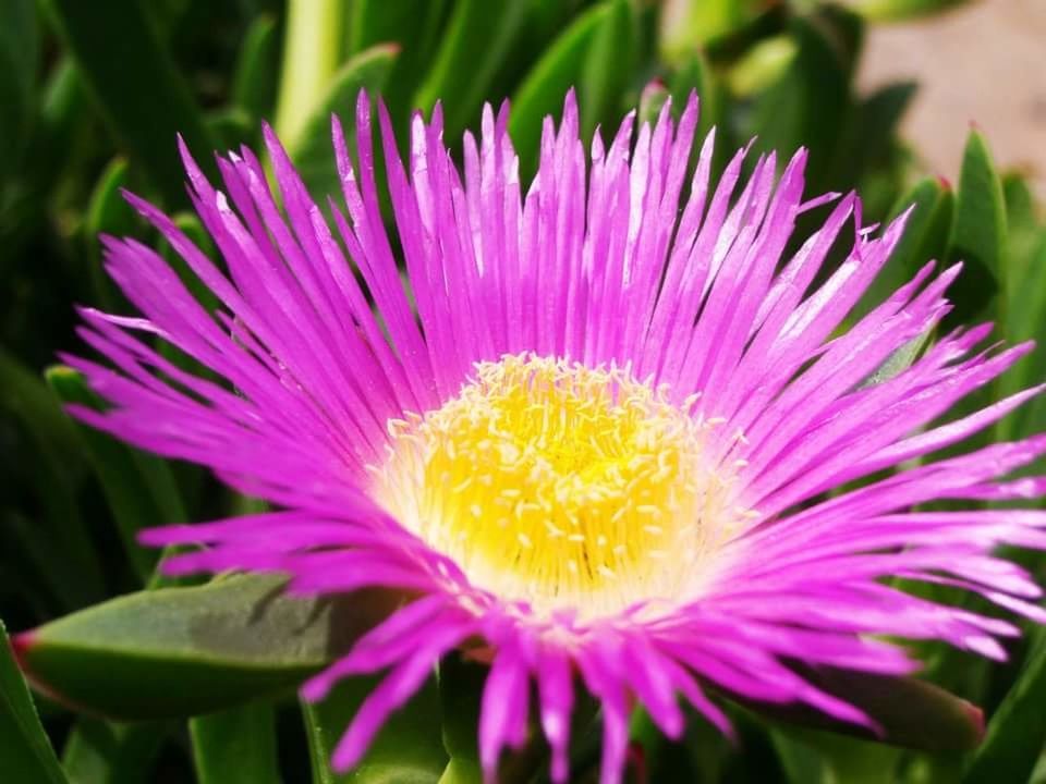 CLOSE-UP OF PURPLE FLOWERS BLOOMING OUTDOORS