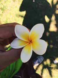Close-up of yellow flower