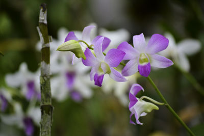 Close-up of purple flowering plant