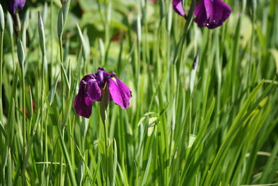 Close-up of purple flowers blooming in field