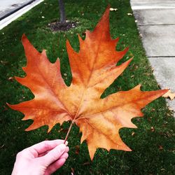 Close-up of maple leaf during autumn