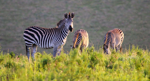 Zebras standing on grass against sky
