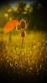 Close-up of yellow flower on field