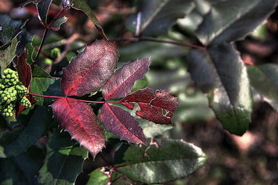 Close-up of red leaves on plant