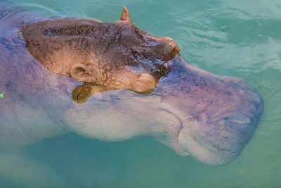Hippo lying in river with only head visible