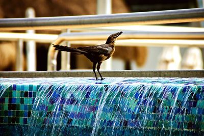 Close-up of bird perching on railing