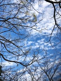 Low angle view of bare trees against blue sky