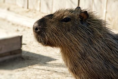 Close-up of capybara