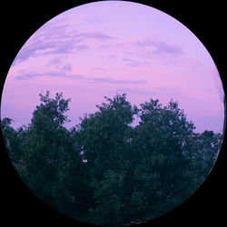 Close-up of trees against sky