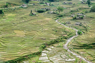 High angle view of rice field