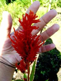flower