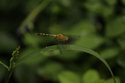 Close up shot of  single yellow dragonfly on the grass with blur background. 