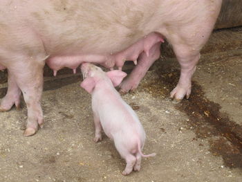 High angle view of pig feeding piglet