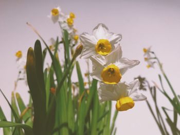 Close-up of yellow daffodil flowers