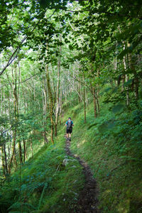 Rear view of man walking in forest