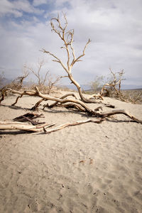 Bare tree on sand dune against sky