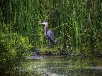 High angle view of gray heron in lake
