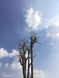 Low angle view of bare tree against sky