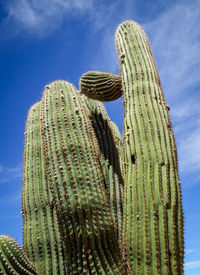 Low angle view of succulent plant against blue sky