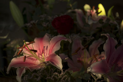 Close-up of pink flower