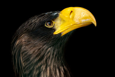 Close-up of eagle against black background