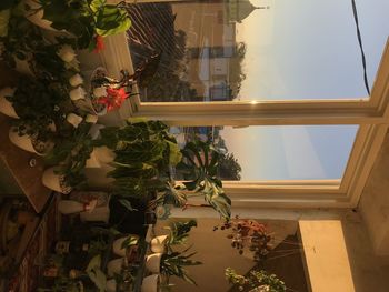 Potted plants by window of building