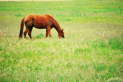 Horse grazing on field