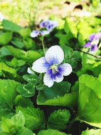 Close-up of purple flower blooming outdoors