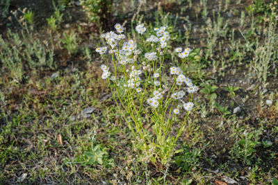 High angle view of small flowering plants on field