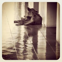 Dog standing on floor