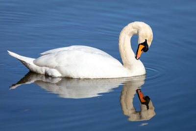 Swan floating on a lake