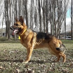 Dog running on field