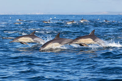 Pod of common dolphins in algoa bay, port elizabeth