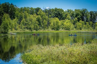 Scenic view of lake against trees in forest