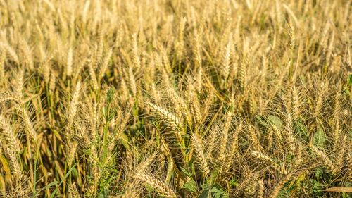 Close-up of wheat field