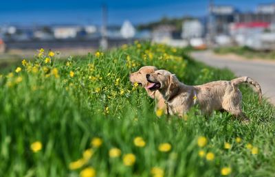 Dog lying down on land