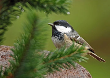 Close-up of bird perching on tree