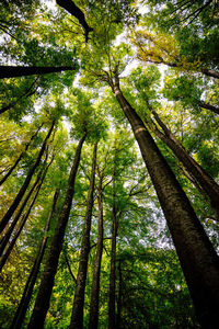 Low angle view of bamboo trees in forest