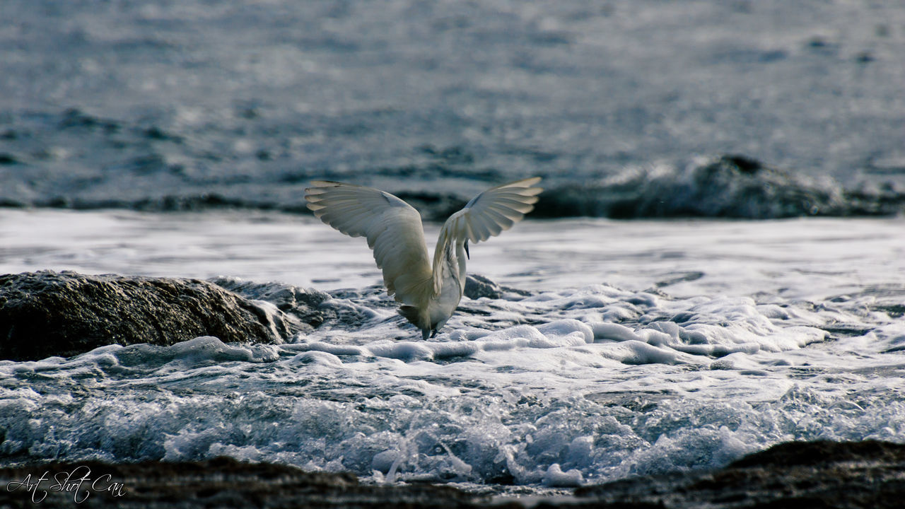 SEAGULL FLYING IN SEA