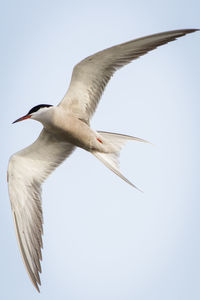Low angle view of bird flying against clear sky