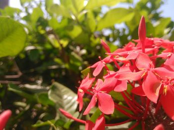 Close-up of red flowers blooming outdoors